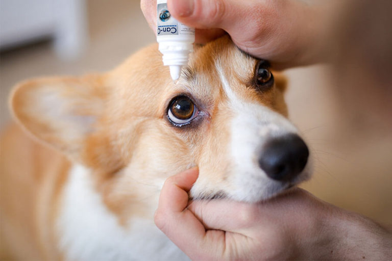 Tips to apply Can-C™ Eye Drops To Your Dog’s Eyes - Wise Choice Medicine